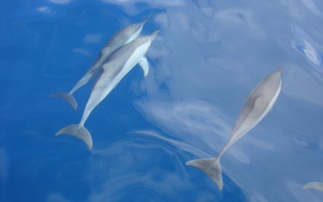 catamaran dolphin watch