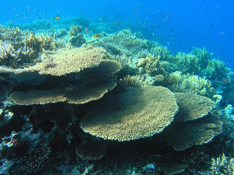 Blue bay marine park in Mauritius