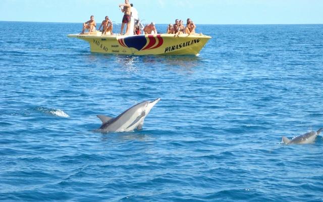 dolphin watch tours