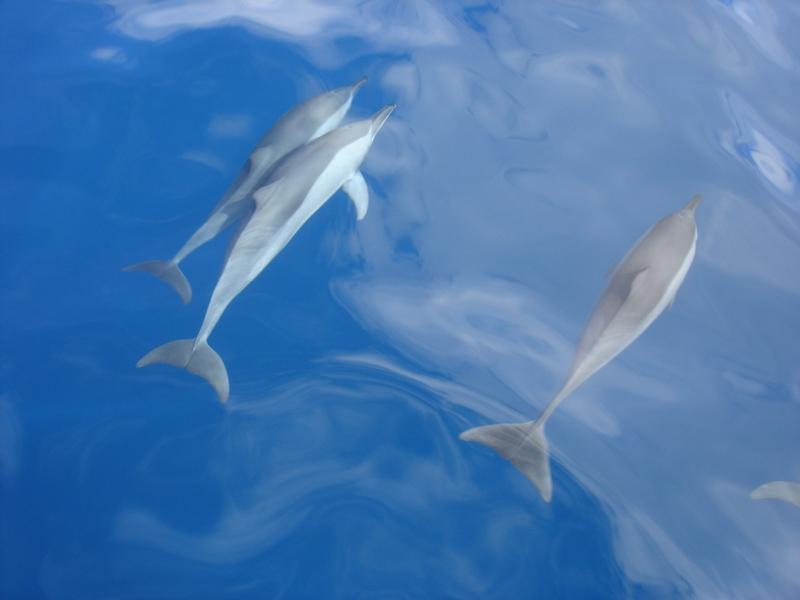 dolphin swim in mauritius
