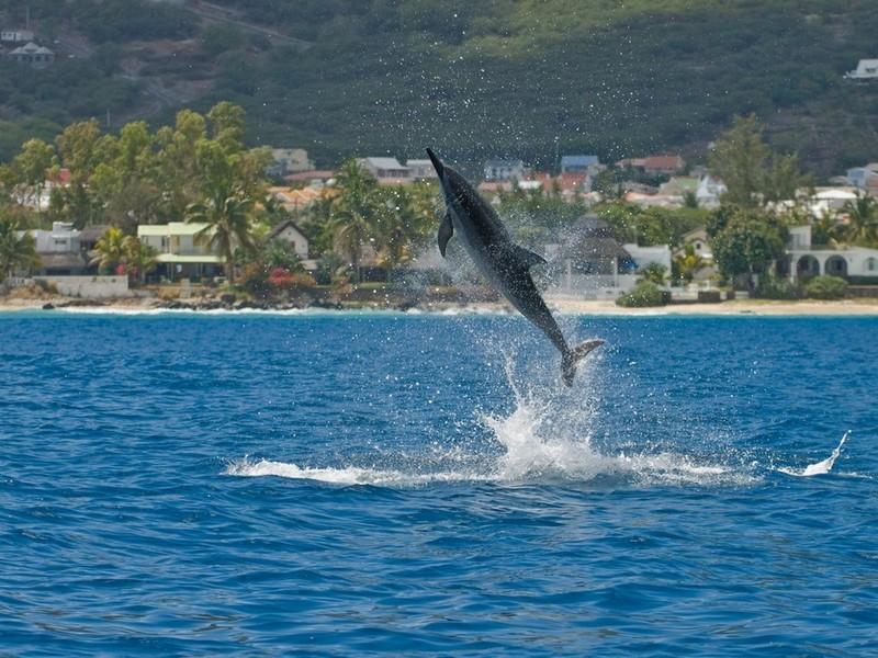 dolphins in Mauritius
