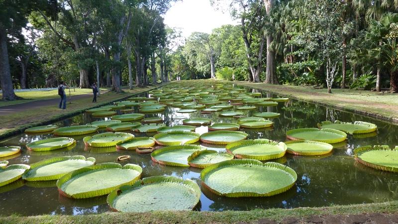 Pamplemousses garden