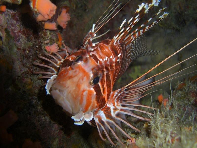 lion fish