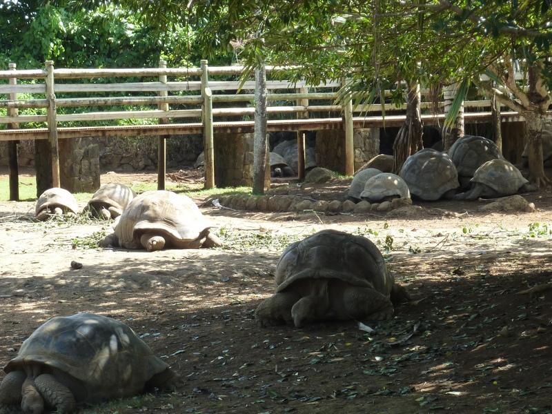 Crocodile park